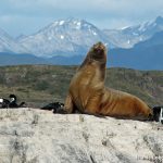 Isla de Lobos - Patagonia